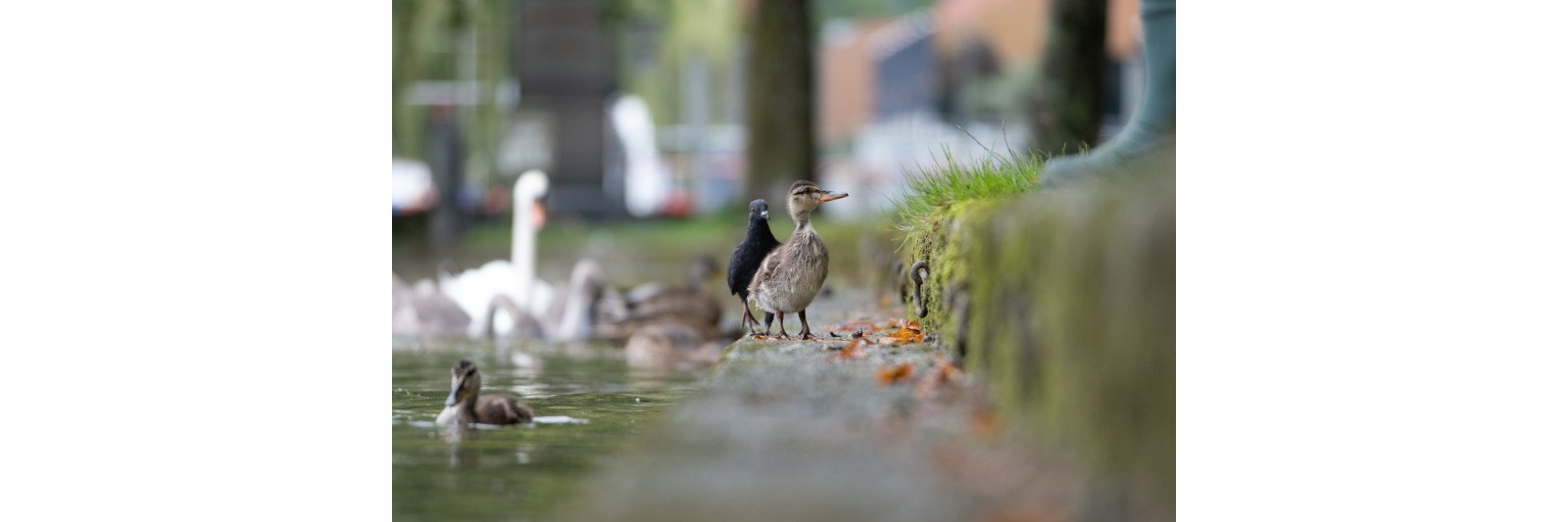 Fuji XF 50-140mm 2,8 R LM OIS WR