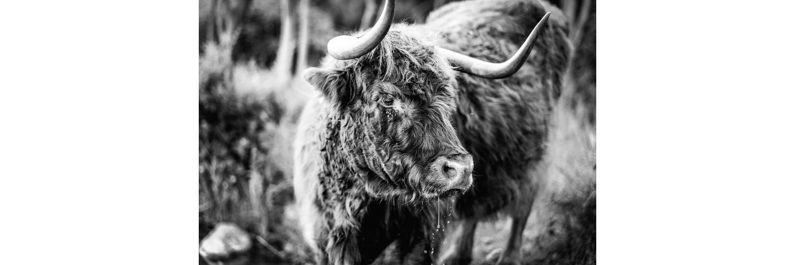 Unser Eindruck zum Fuji XF 56mm1,2 R WR