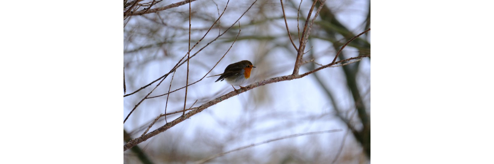 Fuji XF 100-400mm 4,5-5,6 R LM OIS WR