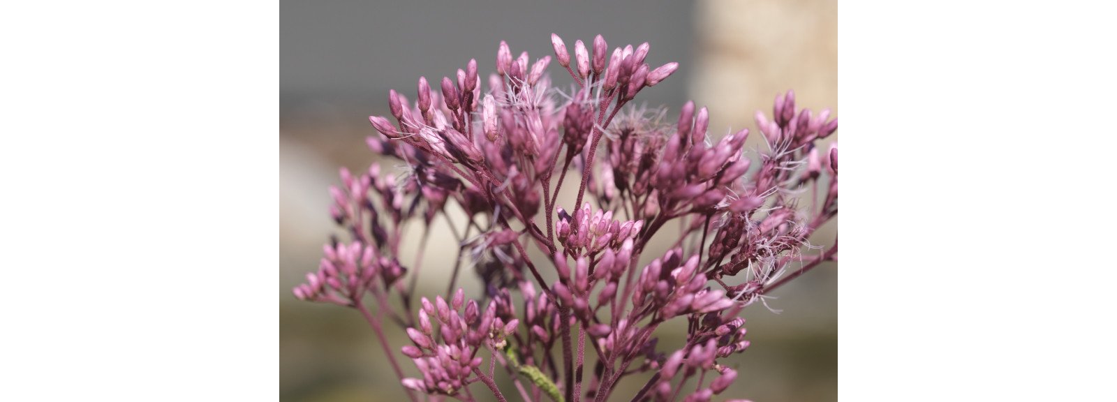 Fuji XF 60mm 2,4 R macro