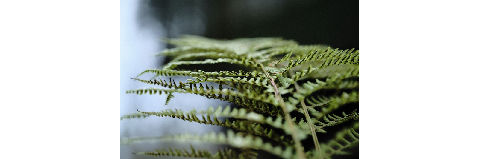 Fuji XF 60mm 2,4 R macro