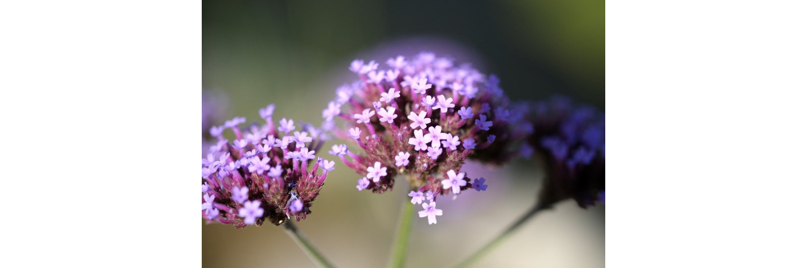 Fuji XF 60mm 2,4 R macro