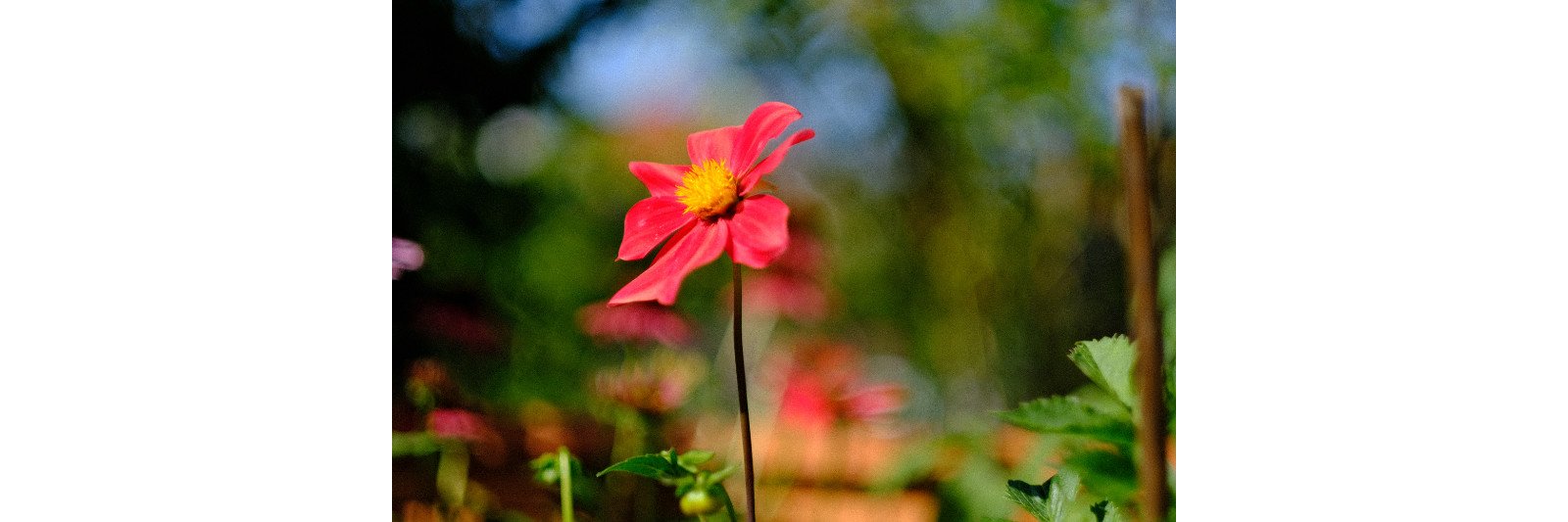 Unser Eindruck zum Fuji XF 56mm1,2 R WR
